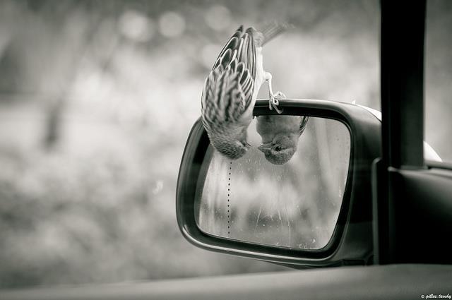 bird-looking-in-rear-view-mirror