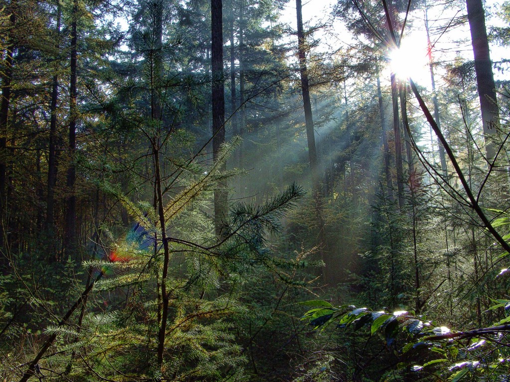 solsken_i_skogen