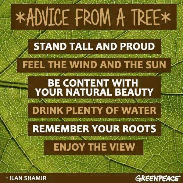 advice_from_a_tree